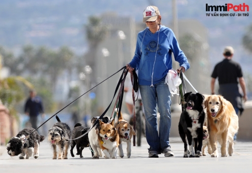 Nghề dắt chó đi dạo ở Mỹ cũng giúp người mới qua Mỹ định cư có được nguồn thu nhập đáng kể - ImmiPath